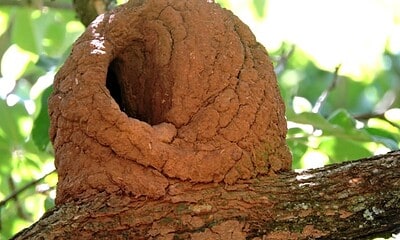 Successful Case Studies in Termite Treatment