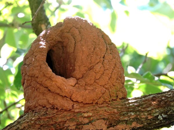 Successful Case Studies in Termite Treatment